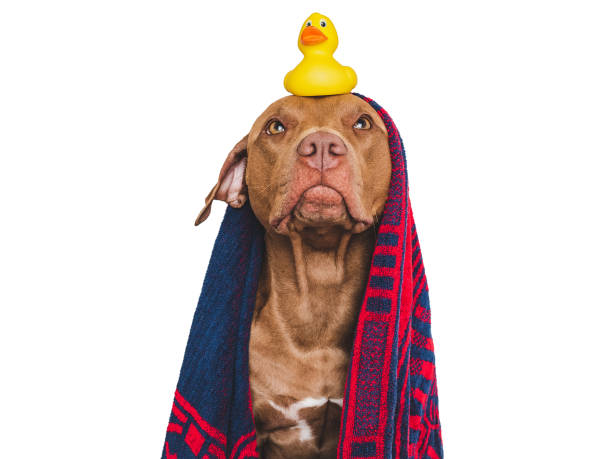istock Cute dog, blue towel and yellow rubber duck 1717258378