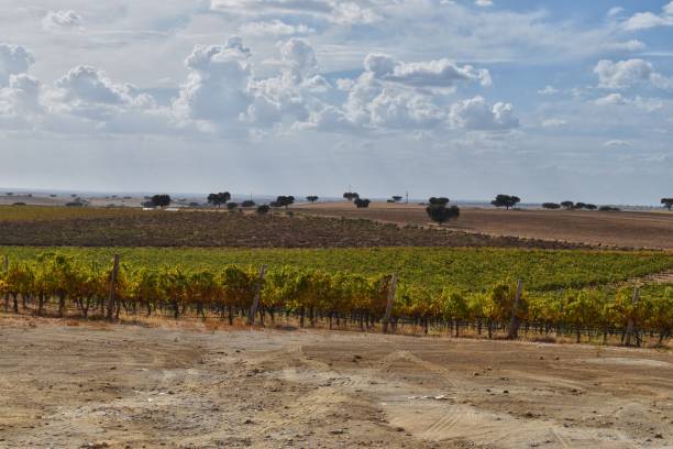 istock The view of the vineyards 1717260482