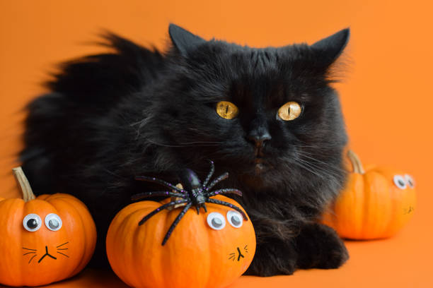 istock Black cat with mini orange pumpkins on orange background 1717260495