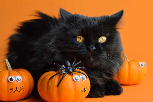 Cute black cat with mini orange pumpkins and a spider on orange background