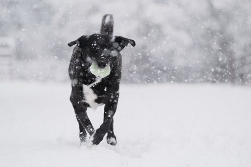 Active black dog playing fetch with ball in winter season snow storm, cold weather outdoors with pet.