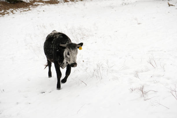 Young speckled and spotted cow walking through winter snow weather on farm.