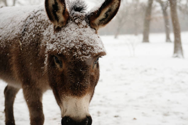 istock Mini donkey in winter snow 1717267602