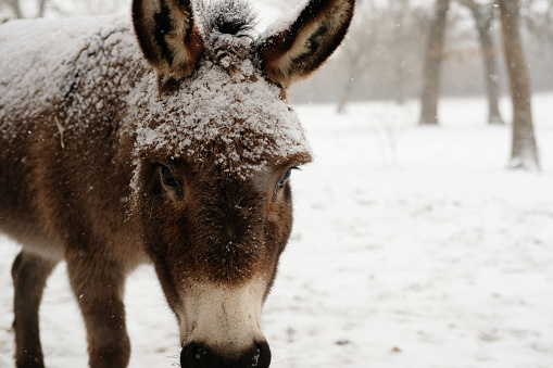 Snow weather on farm closeup during winter season with mini donkey outdoors.