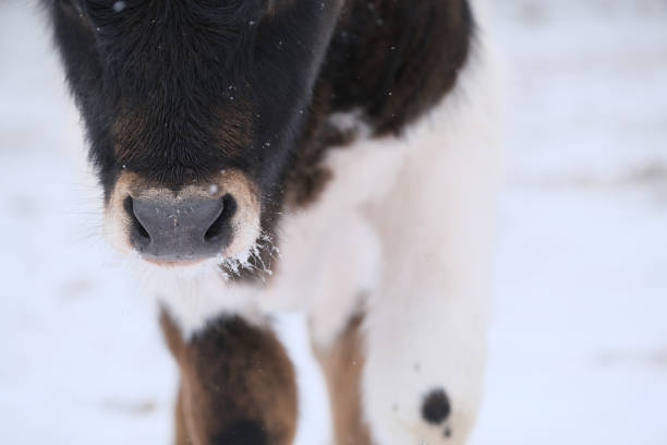 Winter snow weather on cow farm with snow on face of calf closeup