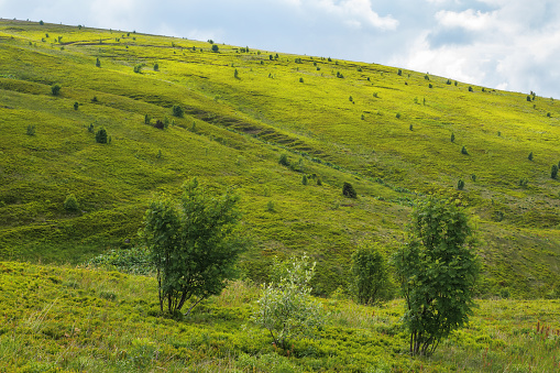 trees on grassy hills and meadows. rolling landscape of carpathian mountains in summer. cloudy weather