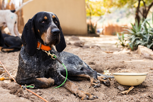 Image depicting a bluetick coonhound resting after excercise