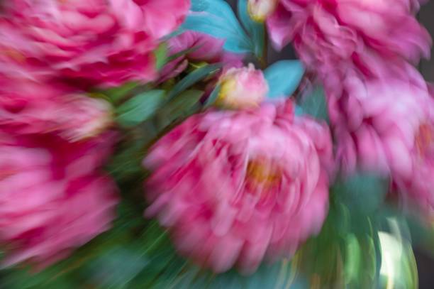 istock Big lush pink roses background with impressionist motion blur 1717273316