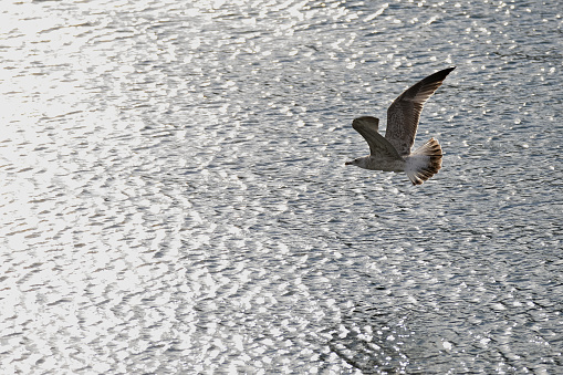 A bird flying over the sea