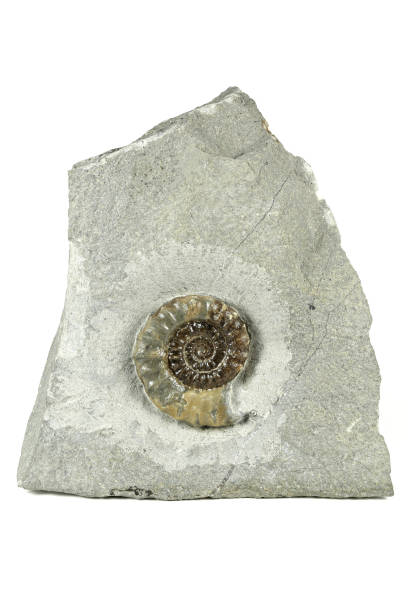 istock fossil Promicroceras sp. Ammonite from Charmouth- Dorset, England 1717275612