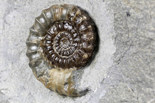 istock fossil Promicroceras sp. Ammonite from Charmouth- Dorset, England 1717276182