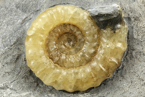 fossil Promicroceras sp. Ammonite from Charmouth- Dorset, England