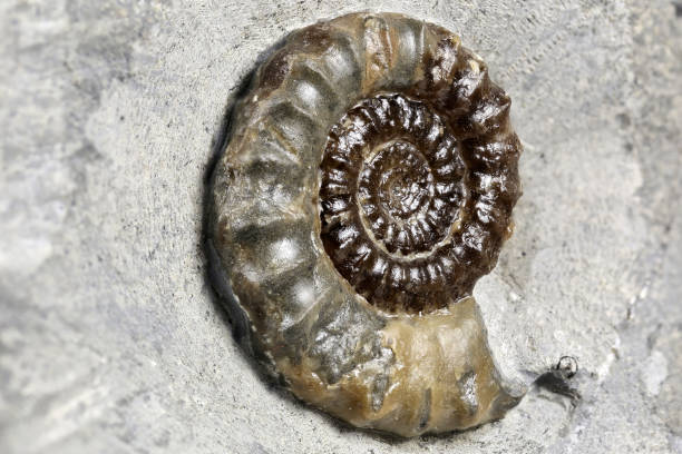 istock fossil Promicroceras sp. Ammonite from Charmouth- Dorset, England 1717276734