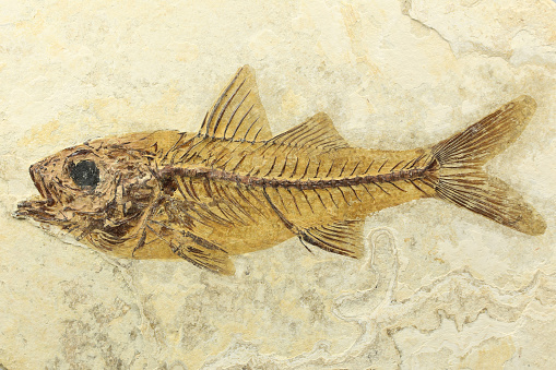 Dapalis Macrurus fish fossil from Aix-en-Provence, France