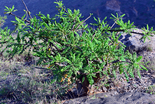 Dhalkut Wilayat, Dhofar Governorate, Oman: incense tree (Boswellia sacra) in the wilderness, mountains near the Yemeni border- the Frankincense tree or olibanum tree is a tree in the Burseraceae family, it is the main representative of the genus Boswellia, from which frankincense is extracted - The resin is harvested via incisions in the trunk or branches of the tree and removing a narrow strip of bark. A milky sap flows out, which coagulates on contact with air and which is then collected by hand -  Tentative Unesco world heritage site, the area as a whole including Dhofar region in Oman and Hawf region in Yemen has been described as a center of plant diversity, and as a 'fog oasis' in the Arabian Peninsula which is predominantly arid.