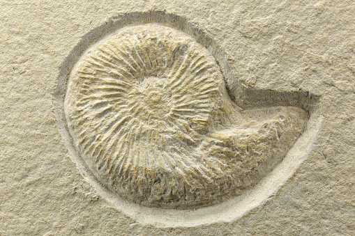 Old stones background. imprint of an ancient ammonite from the Mesozoic era.