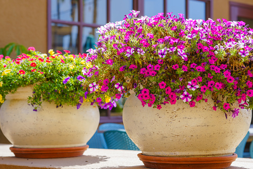 A large outdoor flower pots bursts with a profusion of colorful garden petunia flowers, creating a vibrant and enchanting display