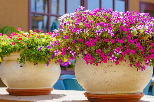 Flower boxes with beautiful pansies on a window sill