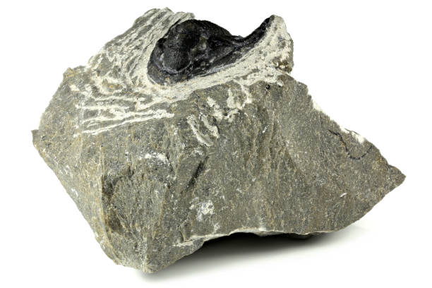 istock fossil Cornuproetus sp. trilobite from the Moroccan Sahara 1717283803