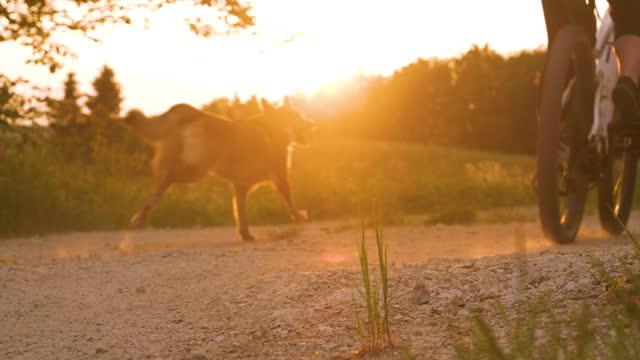 CLOSE UP, LENS FLARE Female biking on gravel road with a running dog by her side