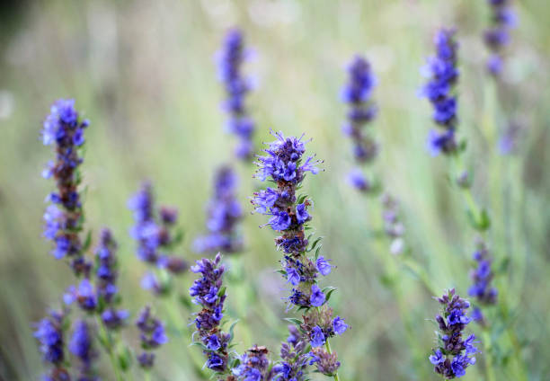 In summer, hyssopus officinalis grows in the wild