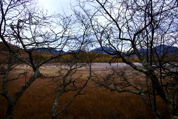 beau paysage d’odashirogahara à nikko à l’aube avec des prairies dorées et des arbres d’hiver flétris - nikko asia japan natural landmark photos et images de collection