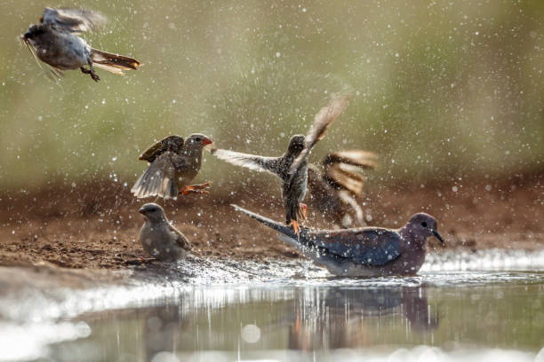 Group of birds in Kruger National park, South Africa Southern Grey headed Sparrow, Red-billed Quelea, and laughing dove bathing in waterhole in Kruger national park, South Africa flock of birds red billed weaver bird weaverbird africa stock pictures, royalty-free photos & images