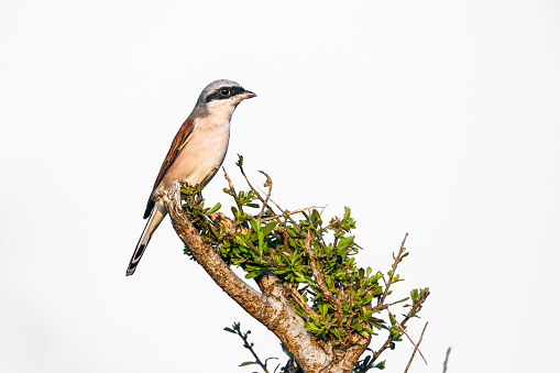 Red-backed Shrike isolated in white background  in Kruger National park, South Africa ; Specie Lanius collurio family of Laniidae