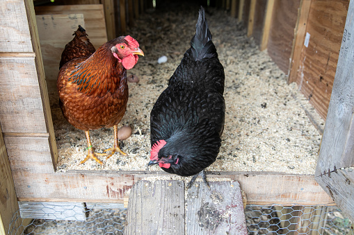 Free Range Chickens on a farm