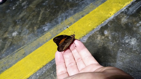 Brown butterfly in hand
