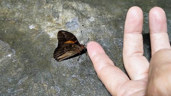 Butterfly and hand on the ground
