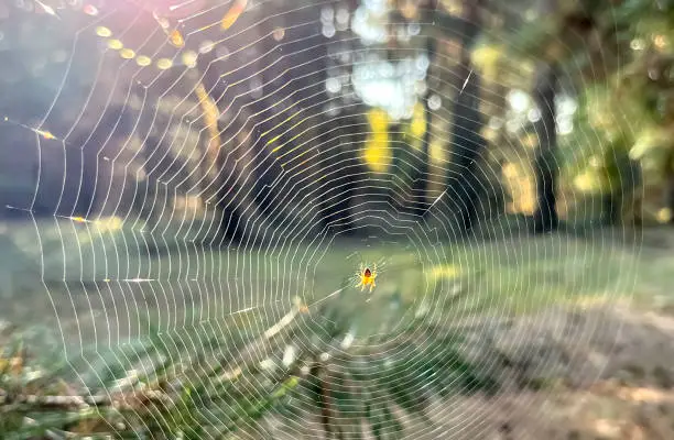 Photo of A small spider wove a web in the forest. Spider on the web. In the forest opposite the sunny bloom there is a beautiful cobweb.