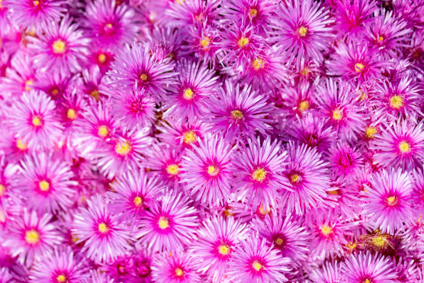 Closeup beautiful pink Aster flowers, elevated view, background with copy space, full frame horizontal composition
