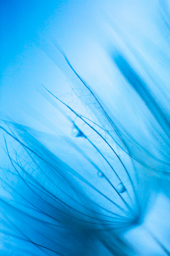 Extremely close-up on dandelion seed with raindrops, soft focus, blue light.