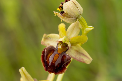 Bee Orchid (Ophrys apifera) in natural habitat