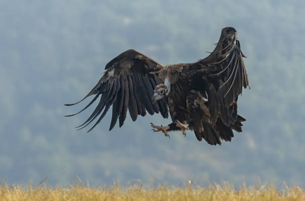 istock Cinereous vulture landing on feeding station 1717350876