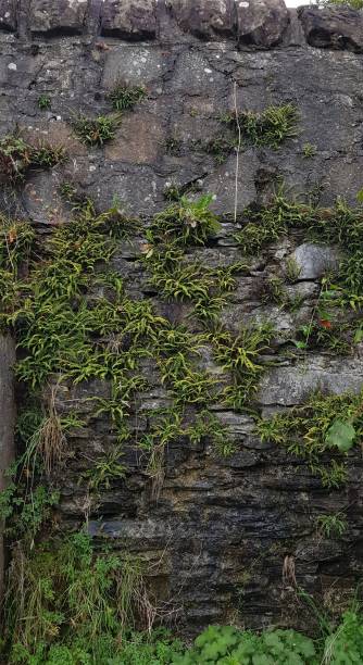 istock An old stone wall with ferns growing on it 1717359256