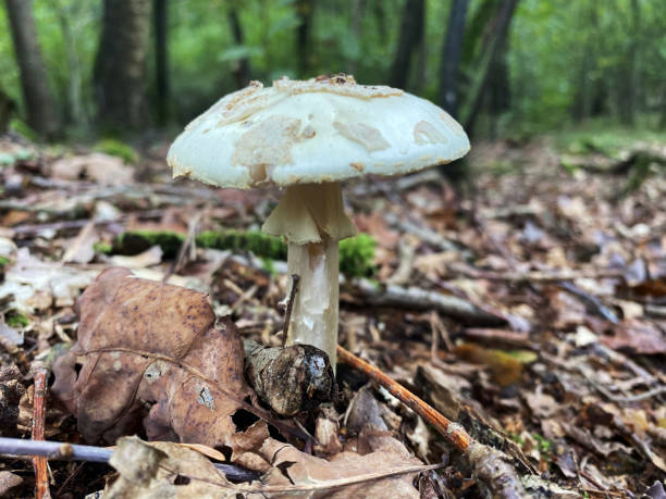 istock A forest mushroom growing among fallen leaves in the woods 1717359305