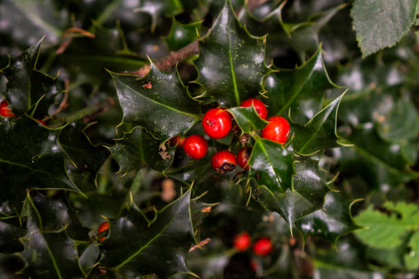 istock A background of holly plants. Autumn forest 1717359587