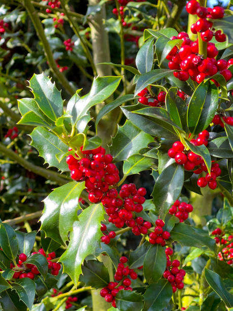 istock Close-up shot of mistletoe flowers 1717359921