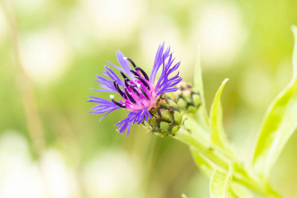 Flower head of centaury (Centaurea) species
