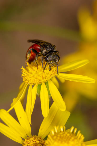 istock Blood Bee sucks nectar from flower 1717360204