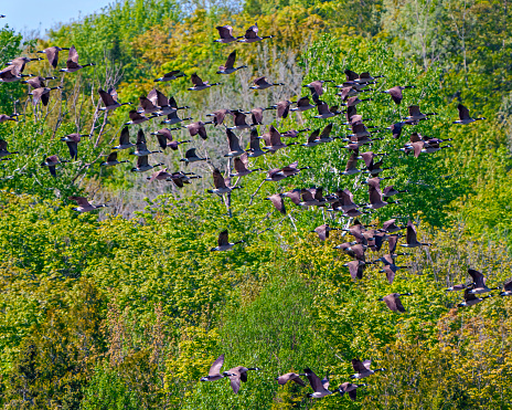 Group of Canada Geese flying over evergreen trees background in their environment and habitat surrounding.  Flock of birds. Flying birds. Group of birds.