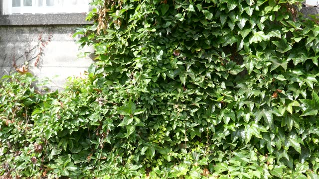 Old house wall with ivy and other plants blowing in the wind