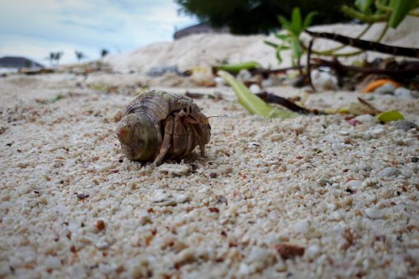 paguro - land hermit crab foto e immagini stock