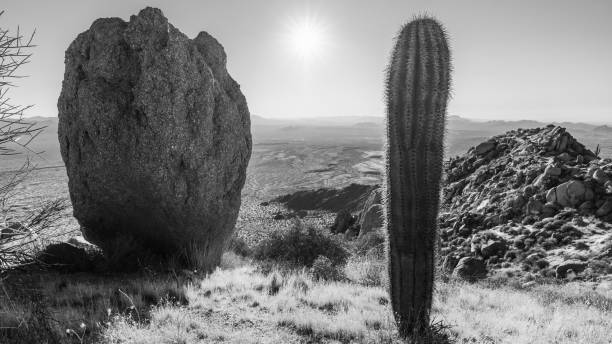 istock Boulder and saguaro on mountain ridge in morning light in McDowell Sonoran Preserve 1717395103