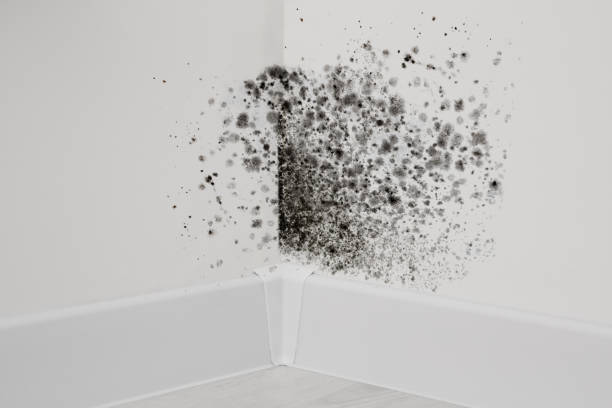 istock White walls affected with mold in room 1717415127