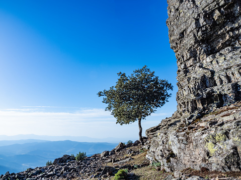 Lonely trees in the rugged mountains