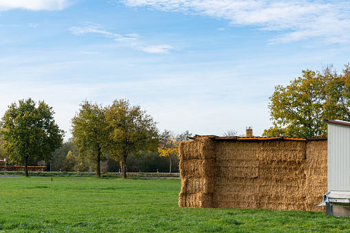 Stacked bales of freshly cut hay on a green lawn under a blue sky with light clouds.