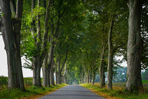Narrow avenue with rows of old lime trees on each side, traditional planting to protect from wind and sun on a historic country road in North Germany, copy space, selected focus, narrow depth of field